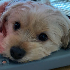 Meet your Posher, Micah